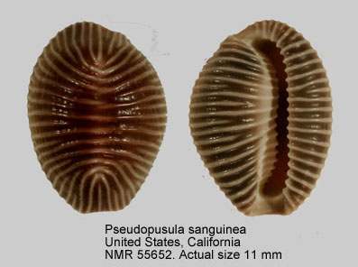 Pseudopusula sanguinea (3).jpg - Pseudopusula sanguinea(Gray,1832)